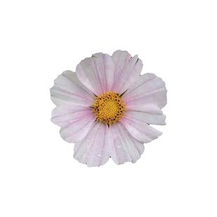 波斯菊凡尔塞种子100粒 新手易种阳台花盆庭院花园花海小清新花籽