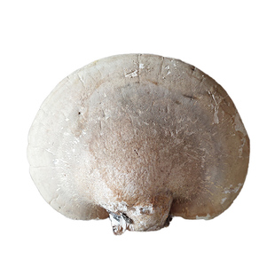 白灵芝250g白边桦剥孔菌桦滴管菌无药熏新干品整枝灵芝白玉灵芝片