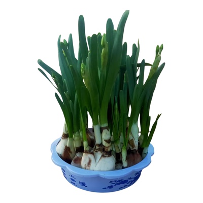 漳州水仙花种球专用花盆塑料花盆无孔铜钱草花盆水培水养花盆