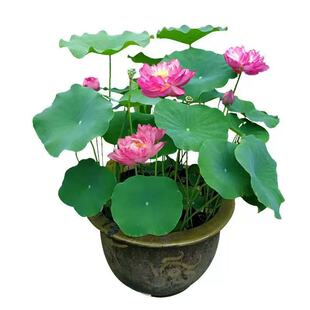 观赏荷花藕种盆栽水养食用莲藕莲花苗水培池塘好养花卉植物种子籽