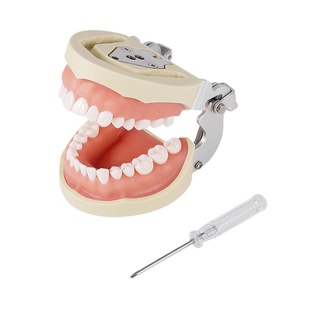 口腔备牙模型仿真牙齿模型练习备牙粒离体牙口腔考试教学软牙龈