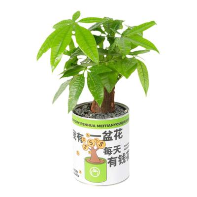 发财树盆栽创意绿植吸甲醛