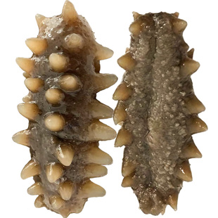 深海鲜海参直熟0添加即食海参野生底播辽参刺参大白刺大连9年参王