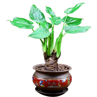 滴水观音盆栽千手观音水培植物室内花卉客厅净化空气好养桌面绿植