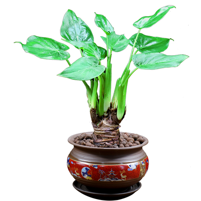 滴水观音室内外净化空气冲量促销