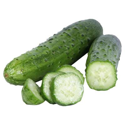 东北旱黄瓜新鲜采摘嫩黄瓜