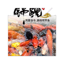 活体日本小型淡水冷水红白小锦鲤鱼1