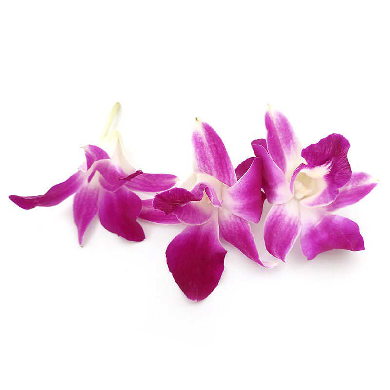 新鲜洋兰花泰国鲜花花朵 石斛兰 酒店西餐摆菜盘装饰 江浙沪皖5件
