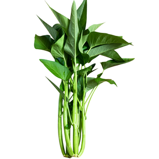 三叉空心菜种子通心菜种籽四季菜籽高产阳台盆栽大叶青菜蔬菜种孑