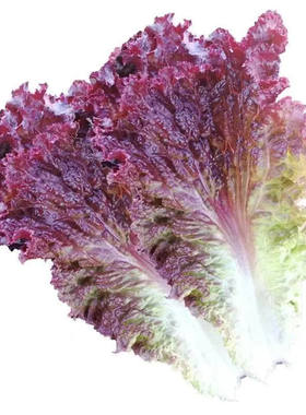 正品紫叶生菜种子四季紫色沙拉菜种子四季种植耐寒热庭院蔬菜种子