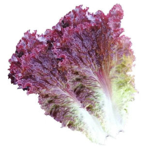 正品紫叶生菜种子四季紫色沙拉菜种子四季种植耐寒热庭院蔬菜种子
