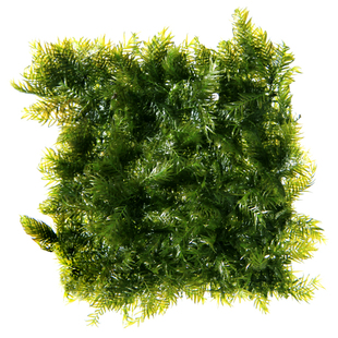 小美凤迷你美凤水草moss网片定植鱼虾缸水草缸凤尾莫丝新手水下草