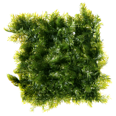 迷你莫斯网片定植小美凤水草