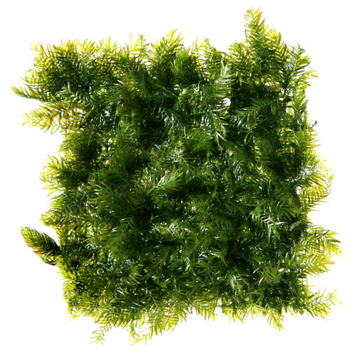 小美凤迷你美凤水草moss网片定植鱼虾缸水草缸凤尾莫丝新手水下草