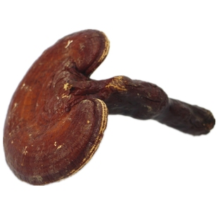 灵芝 天然 灵芝片 灵芝粉 外用养发 整枝切片人工种植非野生250g