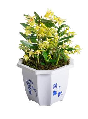 铁皮石斛盆栽含八角盆室内种植绿植边种边吃花卉盆栽盆景种植盆景