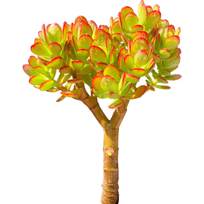 多肉植物好度夏造型好独桩摇钱树