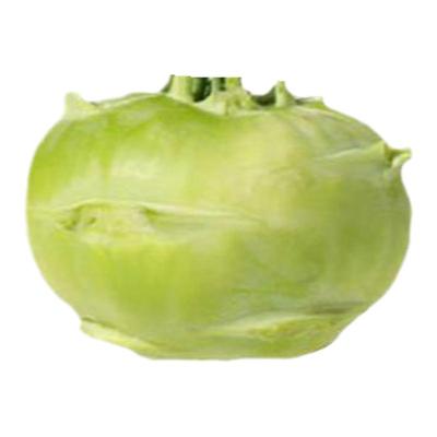 苤兰种子水果球茎甘蓝秋季春季