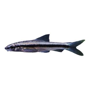 一线飞狐黑线飞狐鱼活体清洁除藻除青苔观赏鱼热带鱼活体水族草缸