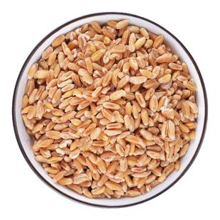 正品浮小麦中药材500g浮小麦茶麦瘪子散装另售甘草大枣止汗盗汗茶