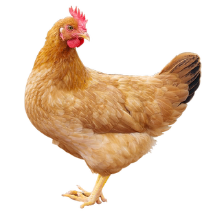 老母鸡土鸡农家散养鸡肉新鲜笨鸡走地鸡乌鸡活鸡新鲜现杀鸡整只