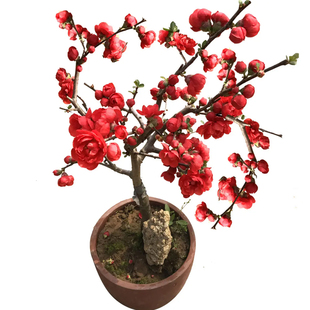 原生日本长寿冠海棠花盆栽苗提根盆景树桩室内花卉耐寒重瓣带花苞
