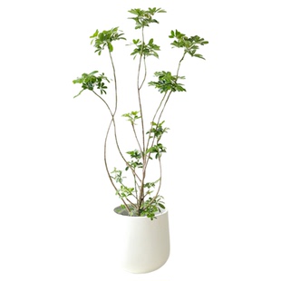 深圳造型鸭脚木盆栽七叶莲绿植办公室客厅落地大型绿植净化空气