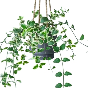 花叶蔓长春藤花苗常春藤盆栽室内垂藤垂吊植物壁挂金边翡翠吊兰绿