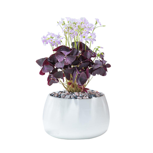 紫叶酢浆草盆栽幸运草杂酱草三叶草盆景种球室内阳台四季开鲜花卉