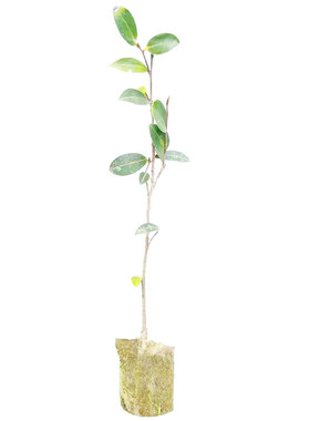 广西高产白花油茶树苗