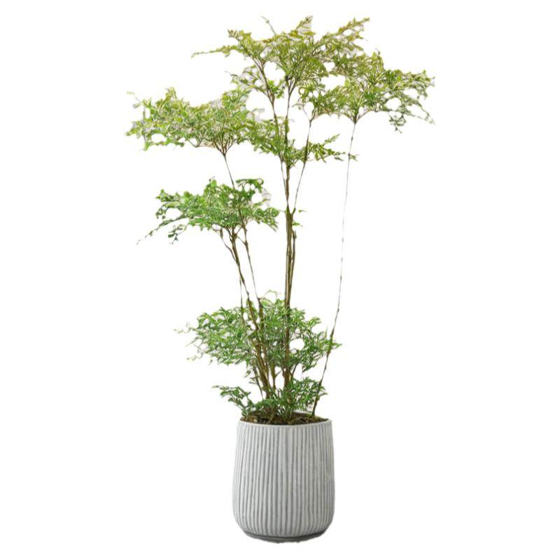 造型南天竹真树盆栽室内客厅大型绿植物火焰老桩好养四季常青盆景