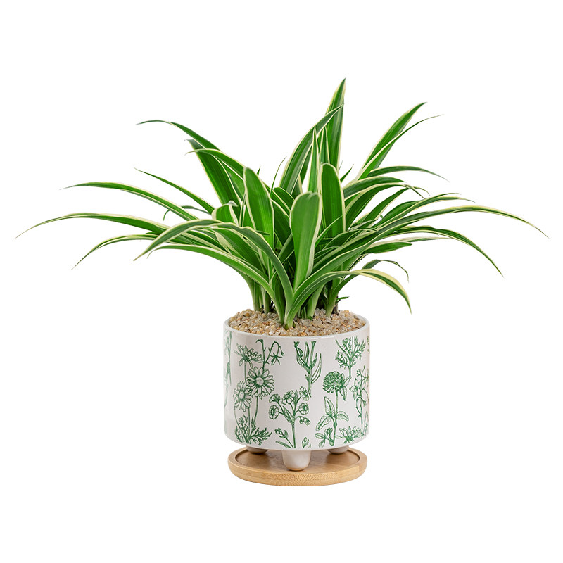 金边吊兰盆栽办公室内绿植花卉客厅桌面净化空气耐旱懒人好养植物