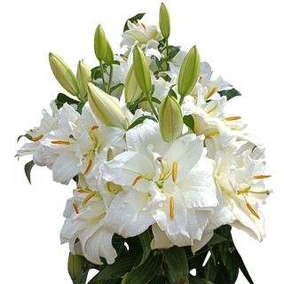 百合种球根秋季单重瓣花苗荷兰香水伊莎贝拉木门铁炮阳台盆栽庭院