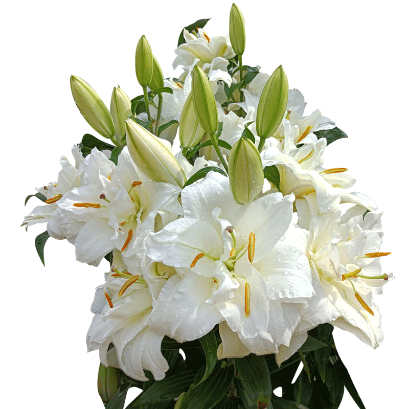 春百合种球根单重瓣花苗荷兰直采香水伊莎贝拉铁炮庭院新手盆栽