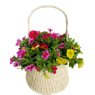 百万小玲盆栽花苗庭院花卉垂吊植物舞春花带花苞室外阳台花草成品