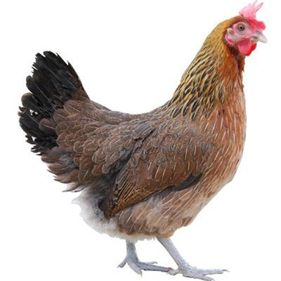 鸡活苗散养麻羽鸡绿壳蛋下蛋鸡