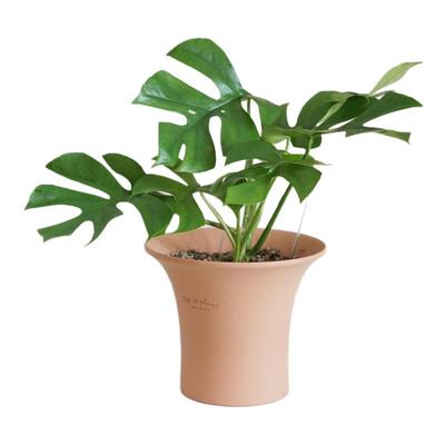 姬龟背竹可爱小攀爬家