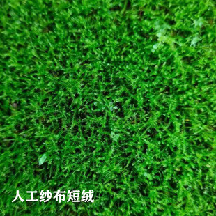 厂短绒青苔鲜活苔藓植物微景观盆景假山盆栽雨林缸水陆缸铺面白销