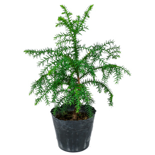 澳洲杉盆栽盆景澳大利亚杉室内客厅户外绿植四季常青耐寒耐冻植物