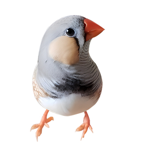 灰珍珠鸟白文鸟灰文鸟锦花鸟笼养散养鸟观赏宠物鸟活手养珍珠一对