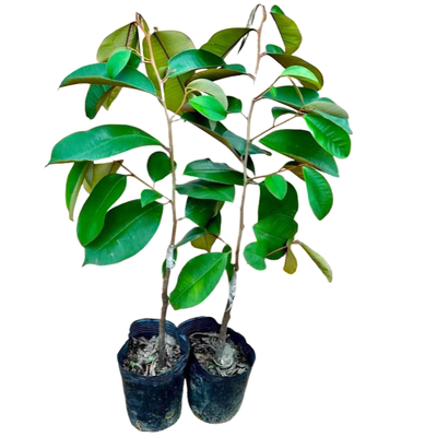 越南牛奶果树苗嫁接盆栽当年结果