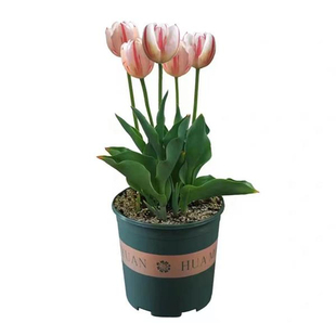 土水培进口郁金香百合盆栽种球大十颗花卉风信子四季种球种子