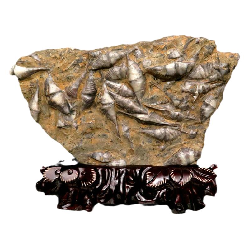 保真天然古生物化石原石摆件