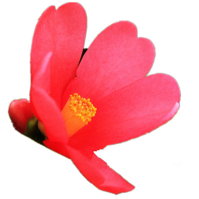 绿植四季杜鹃带花苞客厅红山茶