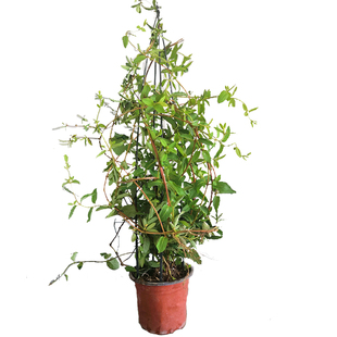 金银花苗树爬藤植物北花一号当年开花盆栽地栽食用药用四季金银花