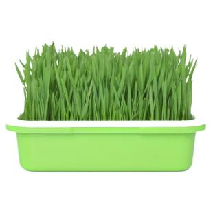 小麦草种子猫草种籽孑大麦芽苗菜苗无土栽培水培土培猫薄荷草盆栽