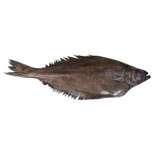 格陵兰比目鱼新鲜整条冷冻鸦片鱼深海鲜活鲽鱼海鲜水产大鲽鱼碟鱼