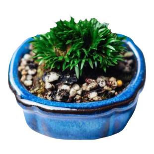 蝉小川菖蒲桌面迷你盆栽室内茶桌微型盆景观叶植物黄金姬金钱菖蒲