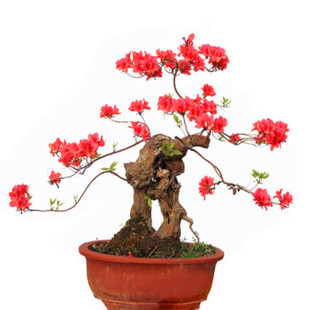 老桩杜鹃花造型小树阳台盆景一物一拍栽植提根矮霸精品全冠映山红