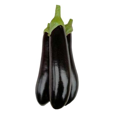 长茄种子黑色四季高产蔬菜